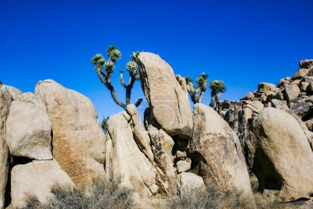 Paisaje rocoso, Yucca Brevifolia Mojave Desert Joshua Tree National Park, CA
