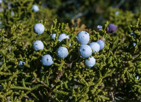 Western juniper (Juniperus occidentalis), fruits on juniper. Mojave Desert, Joshua Tree National Park, California