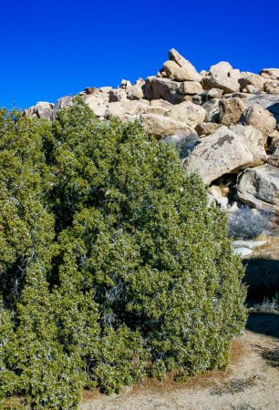 Western juniper (Juniperus occidentalis), Mojave Desert, Joshua Tree National Park, California