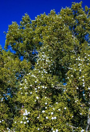 Western juniper (Juniperus occidentalis), fruits on juniper. Mojave Desert, Joshua Tree National Park, California