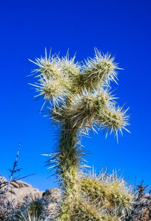  (Cylindropuntia bigelovii) - forme de cactus à longues épines argentées avec désert rocheux près de Joshua Tree NP