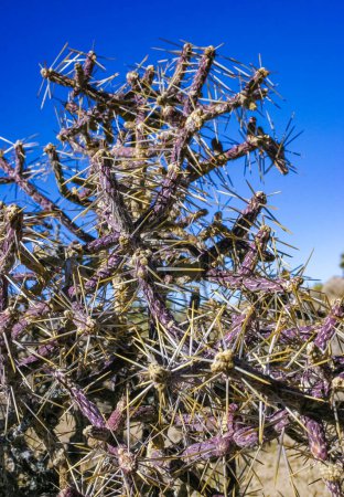 Foto de Lápiz ramificado cholla (Cylindropuntia ramosissima) tallo segmentado de un cactus con espinas largas en un desierto rocoso cerca de Joshua Tree NP, California - Imagen libre de derechos