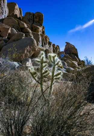 (Cylindropuntia bigelovii) - forme de cactus à longues épines argentées avec désert rocheux près de Joshua Tree NP