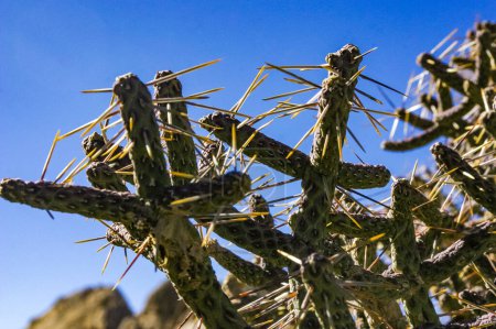 Foto de Lápiz ramificado cholla (Cylindropuntia ramosissima) tallo segmentado de un cactus con espinas largas en un desierto rocoso cerca de Joshua Tree NP, California - Imagen libre de derechos