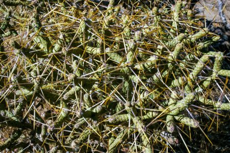 Verzweigte Bleistiftcholla (Cylindropuntia ramosissima) - segmentierter Stamm eines Kaktus mit langen Stacheln in einer Felswüste in der Nähe des Joshua Tree NP, Kalifornien
