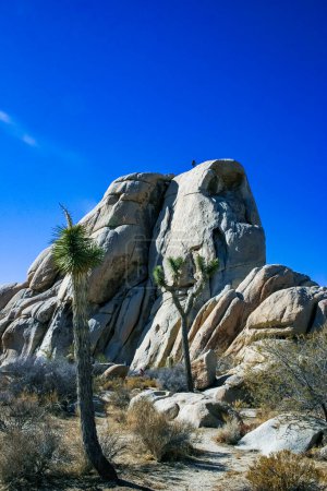 Paysage rocheux, Yucca Brevifolia Désert de Mojave Joshua Tree National Park, CA