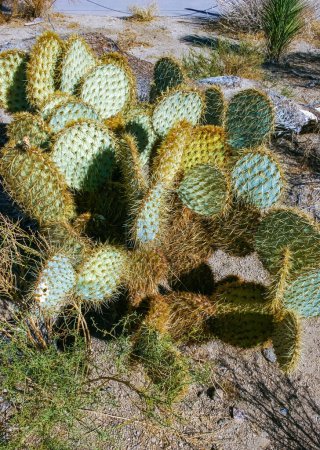 dollarjoint espinosa pera Cactus (Opuntia chlorotica), Mojave Desert Joshua Tree National Park, CA