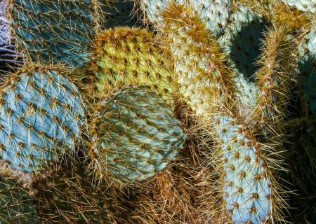 cactus (Opuntia chlorotica), Mojave Desert Joshua Tree National Park, CA