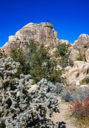 Cactus, yuccas et conifères parmi les rochers dans le désert rocheux dans le parc national Joshua Tree, Californie