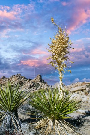 Téléchargez les photos : Bigelow's Nolina, Nolina bigelovii Beargrass Vallée cachée Paysage Désert de Mojave Parc national Joshua Tree, Californie - en image libre de droit