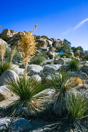 Bigelow's Nolina, Nolina bigelovii Beargrass Vallée cachée Paysage Désert de Mojave Parc national Joshua Tree, Californie