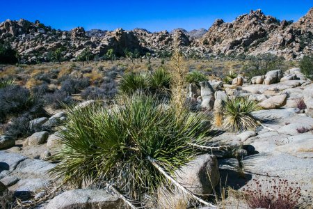 Bigelows Nolina, Nolina bigelovii Bärengras Hidden Valley Landscape Mojave Desert Joshua Tree National Park, Kalifornien