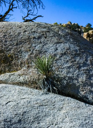 Photo for Rock landscape, Yucca Brevifolia Mojave Desert Joshua Tree National Park, CA - Royalty Free Image