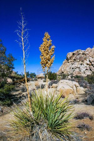 Bigelows Nolina, Nolina bigelovii Bärengras Hidden Valley Landscape Mojave Desert Joshua Tree National Park, Kalifornien