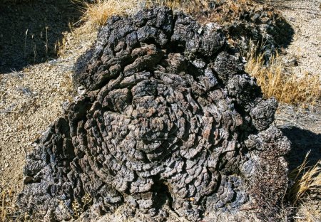 Téléchargez les photos : Anneaux sur la souche sèche d'un Yucca Brevifolia mort, Mojave Desert Joshua Tree National Park, CA - en image libre de droit