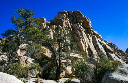Paysage en pierres du désert Joshua Tree, Big Rocks et Yucca Brevifolia Mojave Desert, Joshua Tree National Park, Californie