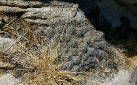 Echinocereus maritimus - Gruppe von Kakteen zwischen Felsen in der Felswüste im Joshua Tree Nationalpark, Kalifornien