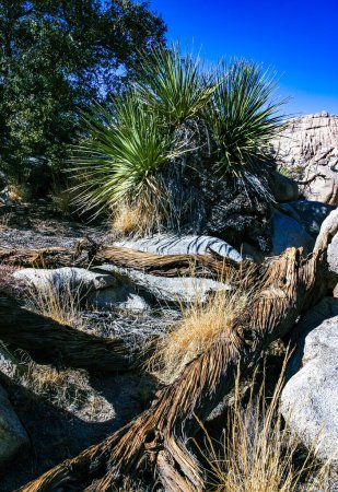 Stamm eines trockenen abgestorbenen Baumes zwischen den Felsen in der Felswüste im Joshua Tree Nationalpark, Kalifornien