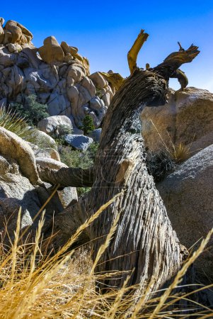 Tronc d'un arbre mort sec parmi les rochers dans le désert rocheux dans le parc national Joshua Tree, Californie