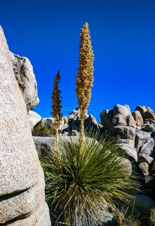Téléchargez les photos : Bigelow's Nolina, Nolina bigelovii Beargrass Vallée cachée Paysage Désert de Mojave Parc national Joshua Tree, Californie - en image libre de droit