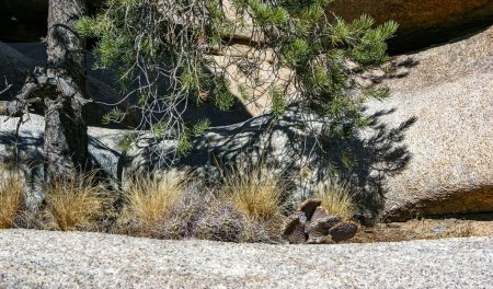 Téléchargez les photos : Cactus, yuccas et conifères parmi les rochers dans le désert rocheux dans le parc national Joshua Tree, Californie - en image libre de droit