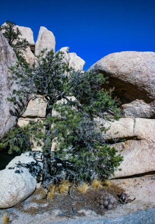 Cactus, yuccas et conifères parmi les rochers dans le désert rocheux dans le parc national Joshua Tree, Californie