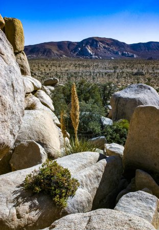 Bigelow's Nolina, Nolina bigelovii Beargrass Vallée cachée Paysage Désert de Mojave Parc national Joshua Tree, Californie