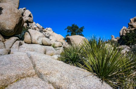 Foto de Cactus, yucas y coníferas entre rocas en el desierto de rocas en el Parque Nacional Joshua Tree, California - Imagen libre de derechos
