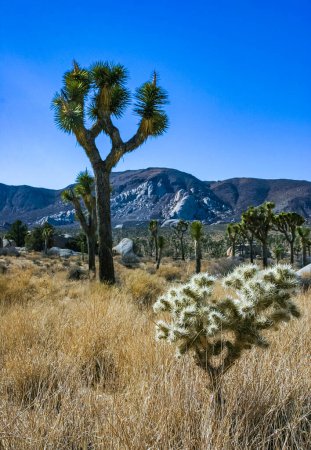 Yucca und Teddybär-Cholla (Cylindropuntia bigelovii) - Wüstenlandschaft, großes Dickicht aus Kakteen mit zähen gelblichen Stacheln im Joshua Tree NP, Kalifornien