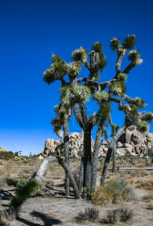 Yucca Brevifolia Mojave Wüste Joshua Tree Nationalpark, CA