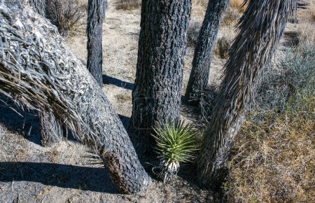 Yucca Brevifolia Mojave Desert Joshua Tree National Park, CA