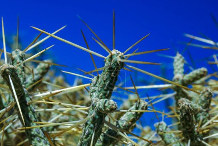 Cholla à crayon ramifié (Cylindropuntia ramosissima) - tige segmentée d'un cactus à longues épines dans un désert rocheux près de Joshua Tree NP, Californie