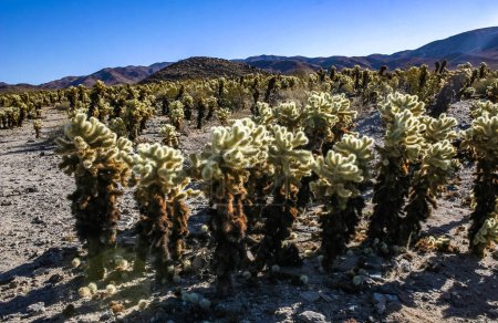 Teddy-bear cholla (Cylindropuntia bigelovii) - desert landscape, large thickets of prickly pear cactus with tenacious yellowish spines in Joshua Tree NP, California