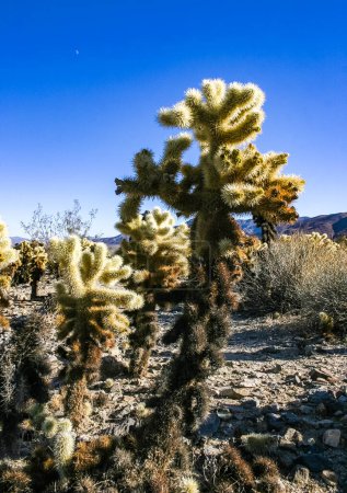 Photo for Teddy-bear cholla (Cylindropuntia bigelovii) - desert landscape, large thickets of prickly pear cactus with tenacious yellowish spines in Joshua Tree NP, California - Royalty Free Image