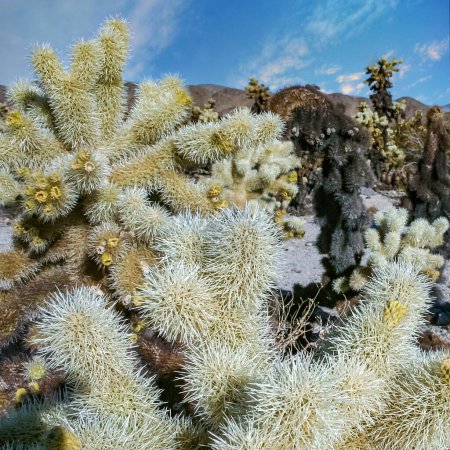 Photo for (Cylindropuntia bigelovii) - cactus shape with long silvery spines with rock desert near Joshua Tree NP - Royalty Free Image