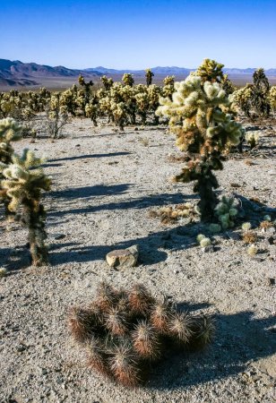 Cylindropuntia bigelovii and Strawberry hedgehog cactus (Echinocereus engelmannii) - un grupo de cactus espinosos con largas espinas marrones en Joshua Tree NP, California