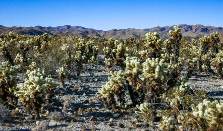 Teddy-bear cholla (Cylindropuntia bigelovii) - desert landscape, large thickets of prickly pear cactus with tenacious yellowish spines in Joshua Tree NP, California