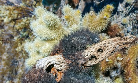 Teddybär-Cholla (Cylindropuntia bigelovii) - Wüstenlandschaft, großes Dickicht aus Kakteen mit zähen gelblichen Stacheln im Joshua Tree NP, Kalifornien