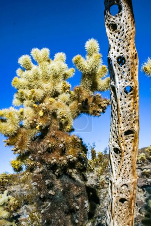 Verholzter Kern eines toten Kaktus Teddybär-Cholla (Cylindropuntia) in der Felswüste im Joshua Tree Nationalpark, Kalifornien