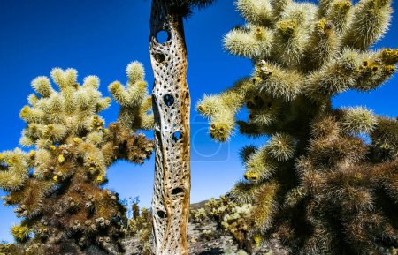 Verholzter Kern eines toten Kaktus Teddybär-Cholla (Cylindropuntia) in der Felswüste im Joshua Tree Nationalpark, Kalifornien
