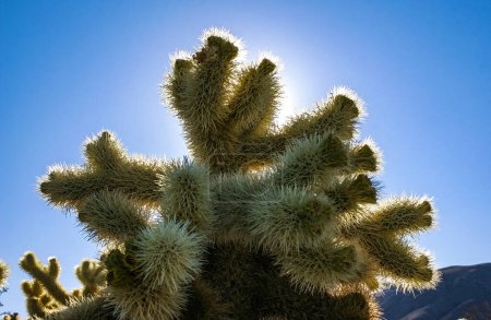 Photo for (Cylindropuntia bigelovii) - cactus shape with long silvery spines with rock desert near Joshua Tree NP - Royalty Free Image