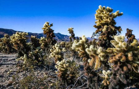 cholla de l'ours en peluche (Cylindropuntia bigelovii) - paysage désertique, grandes fourrés de cactus de poires épineuses avec des épines jaunâtres tenaces dans Joshua Tree NP, Californie