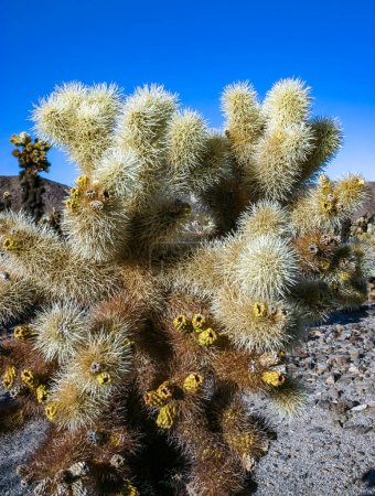 cholla de l'ours en peluche (Cylindropuntia bigelovii) - paysage désertique, grandes fourrés de cactus de poires épineuses avec des épines jaunâtres tenaces dans Joshua Tree NP, Californie