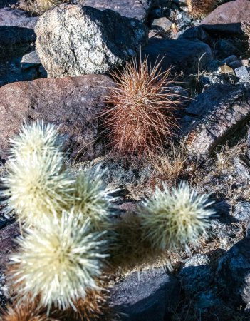 Cholla à ours en peluche (Cylindropuntia bigelovii) et cactus de hérisson à fraises (Echinocereus engelmannii), Joshua Tree NP, Californie