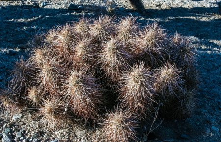 Cactus de hérisson aux fraises (Echinocereus engelmannii) - un groupe de cactus épineux avec de longues épines brunes dans le Joshua Tree NP, Californie
