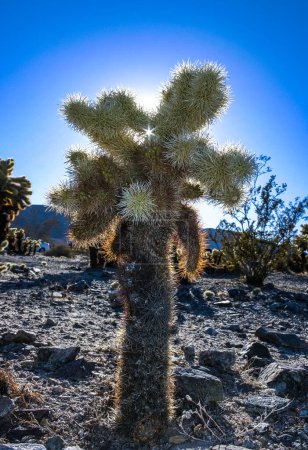 (Cylindropuntia bigelovii) - forma de cactus con largas espinas plateadas con desierto de roca cerca de Joshua Tree NP