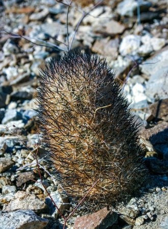 Téléchargez les photos : Escobaria chlorantha-miniature cactus résistant au gel dans une fissure rocheuse dans un désert rocheux dans le parc national Joshua Tree, Californie - en image libre de droit