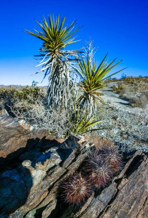 Yucca and Strawberry Igel Kaktus (Echinocereus engelmannii) - eine Gruppe stacheliger Kakteen mit langen Stacheln in einer Wüstenfelsenlandschaft des Joshua Tree NP, Kalifornien
