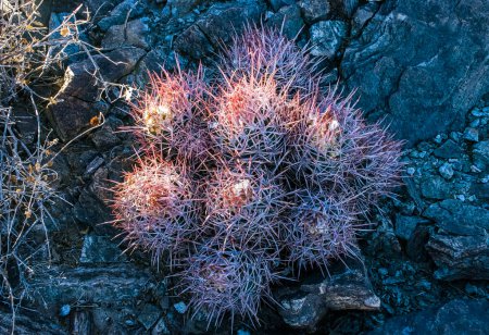 Cactus de Cottontop (Echinocactus polycephalus), cactus en el desierto de piedra entre las rocas, Parque Nacional Joshua Tree del desierto de Mojave, California