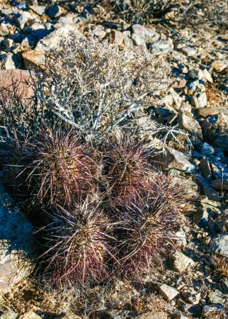 Strawberry hedgehog cactus (Echinocereus engelmannii) - a group of spiny cacti with long brown spines in Joshua Tree NP, California